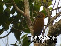 ������ľ���ͼƬ