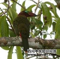 ����С������