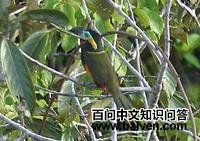 ����С������