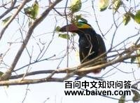 ����С������