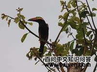 ����С������