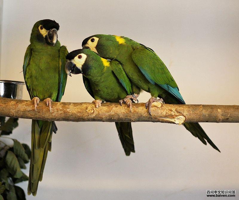 ���������ĵ�ͼƬ