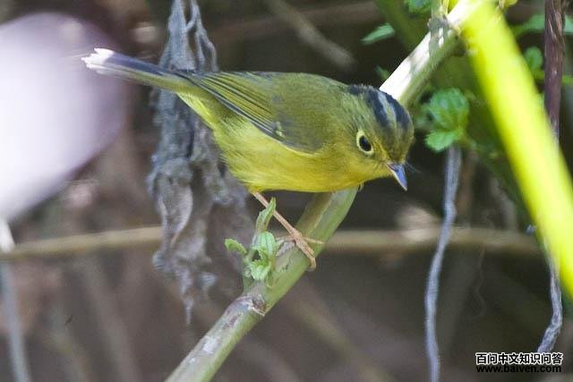 金眶鹟莺 金眶鹟莺的图片