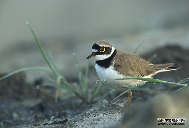 ����a��ͼƬ