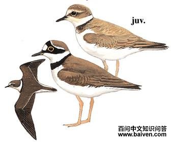 ����a����̬����ͼ