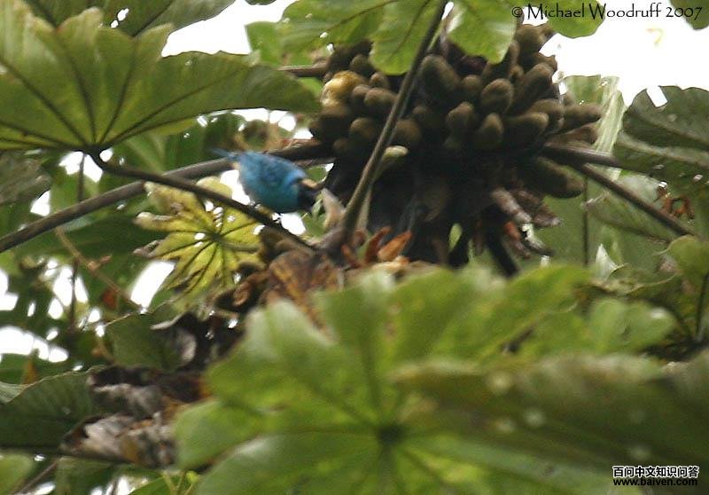 金颈唐加拉雀 金颈唐加拉雀的图片