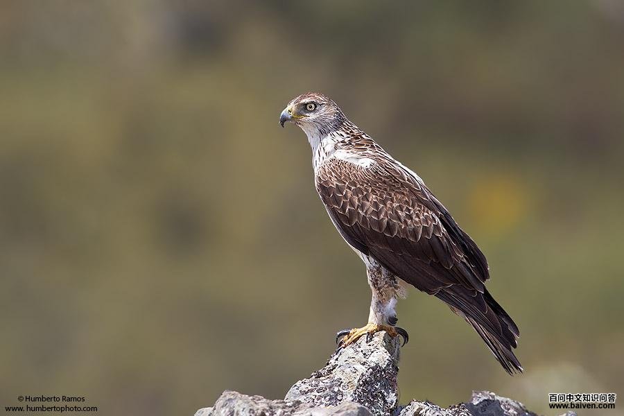 �׸������ͼƬ