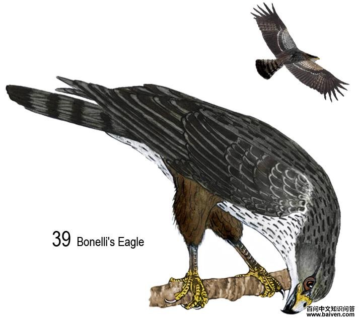 �׸�������̬����ͼ