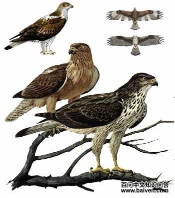 �׸�������̬����ͼ