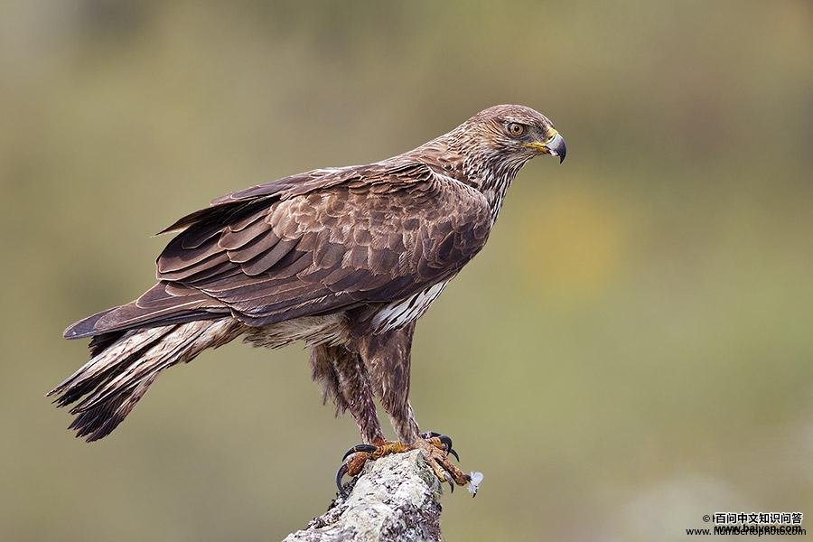 �׸����񣺳���