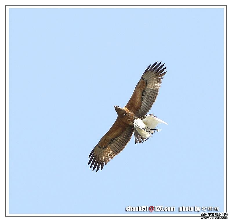 �׸������ǳ���ץ��һֻС����