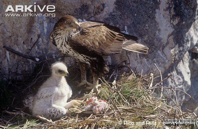 �׸���������