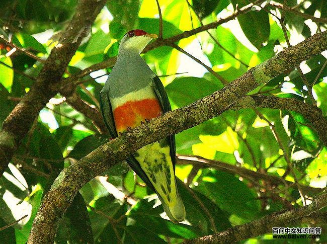 金肩果鸠 金肩果鸠的图片