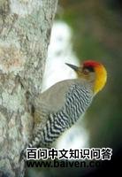 �����ľ��