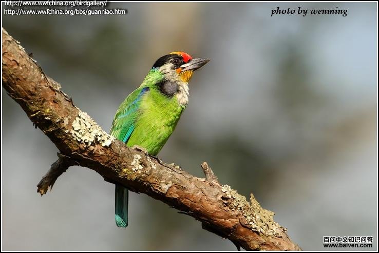 �������ľ���ͼƬ