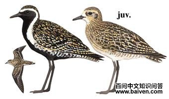 ���a����̬����ͼ