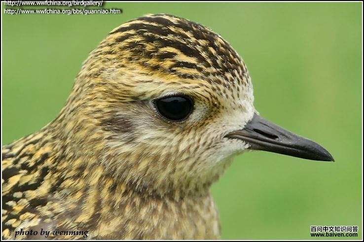 ���a��ͷ����д