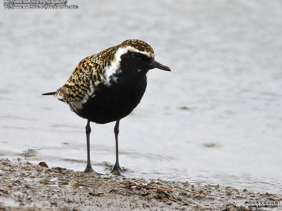 ���a����ֳ��