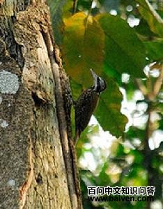 金冠啄木鸟 金冠啄木鸟的图片