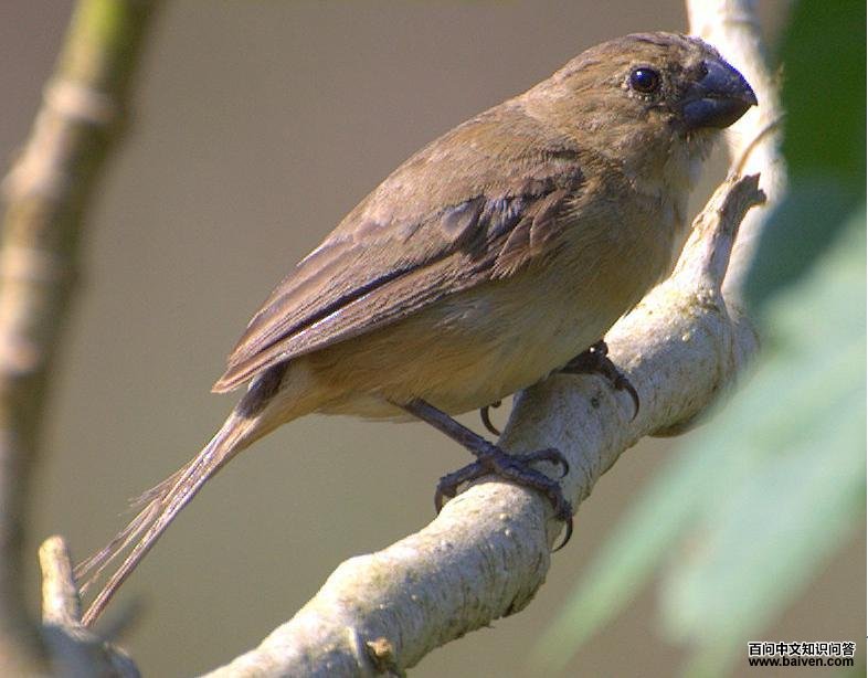 白腹食籽雀 白腹食籽雀的图片