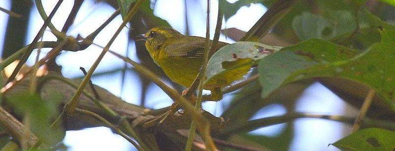 ����ɭݺ��ͼƬ