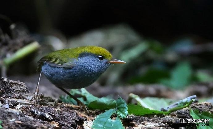 金冠地莺 金冠地莺的图片