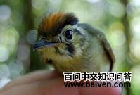 ��ڲ���ȸ��ͼƬ