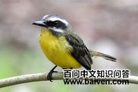 金腹大嘴霸鹟 金腹大嘴霸鹟的图片