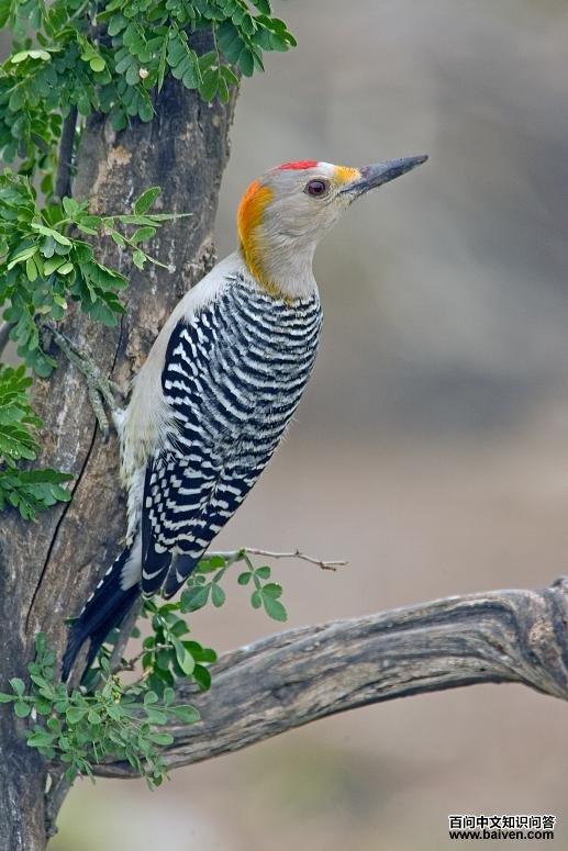 �����ľ���ͼƬ