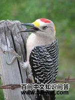 �����ľ��