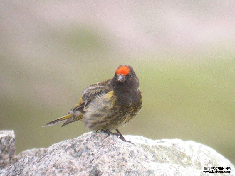 ���˿ȸ��ͼƬ