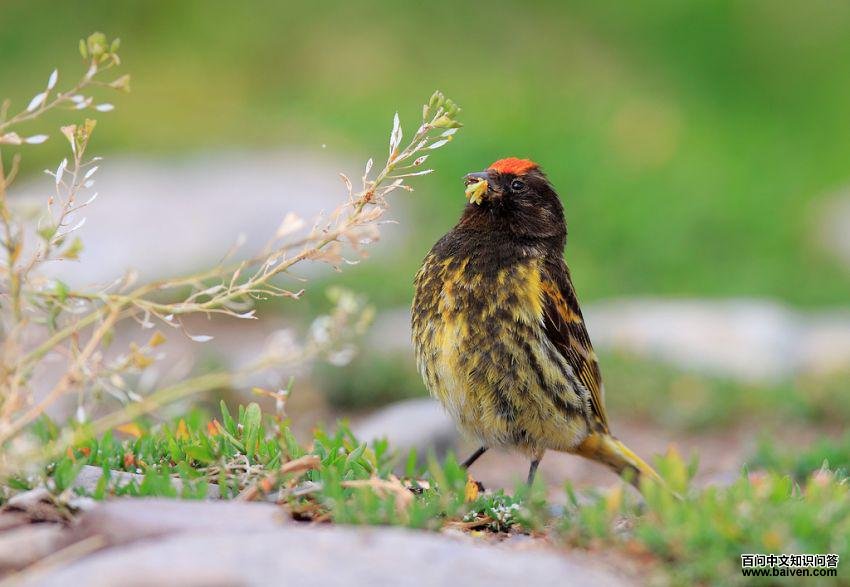 ���˿ȸ(����)�����ߣ������࣬����أ��½�����ɽ�ֳ�������ʱ�䣺2009.08.09