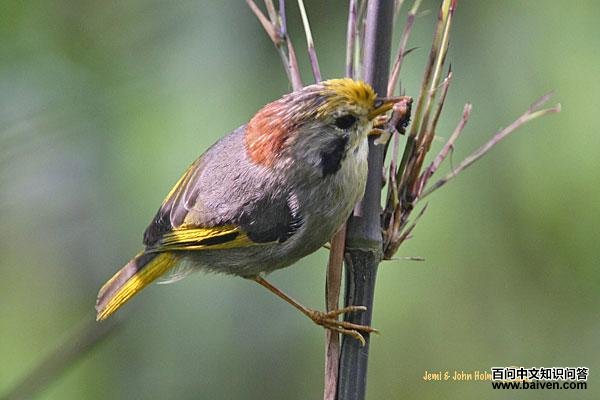 金额雀鹛 金额雀鹛的图片