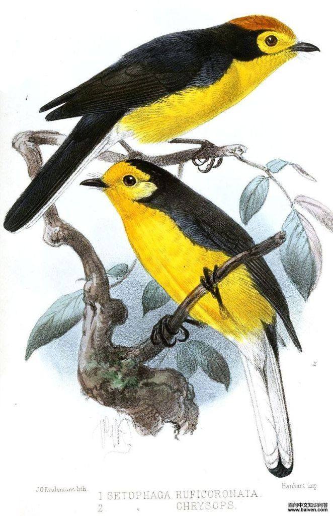 金额鸲莺 金额鸲莺的图片