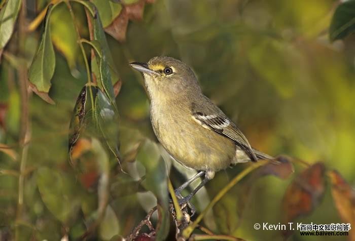 �����ݺȸ��ͼƬ