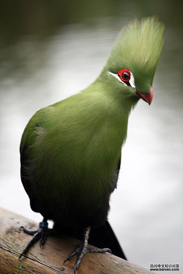 ����Ƶ�ͼƬ