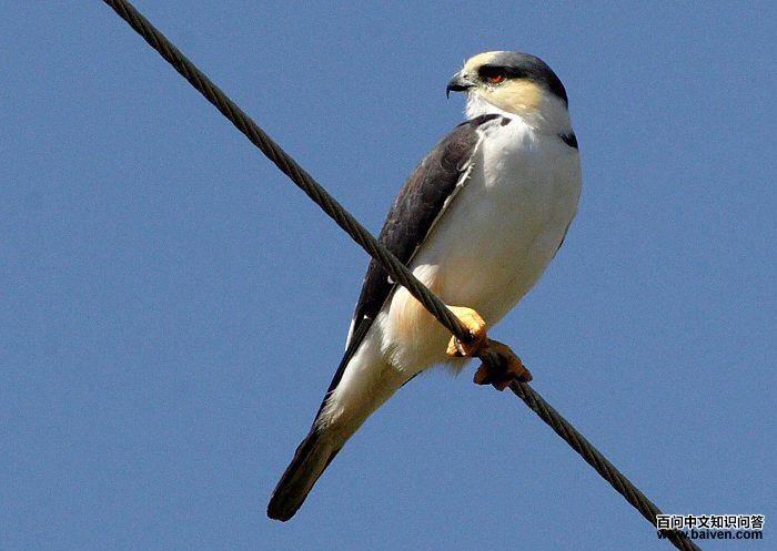 娇鸢 娇鸢的图片