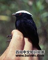 �׹ڽ��l��