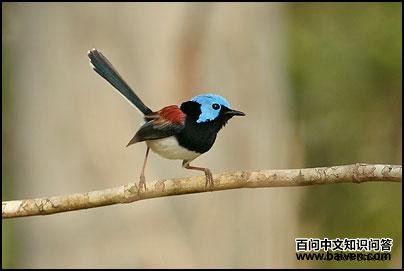 娇美细尾鹩莺 娇美细尾鹩莺的图片