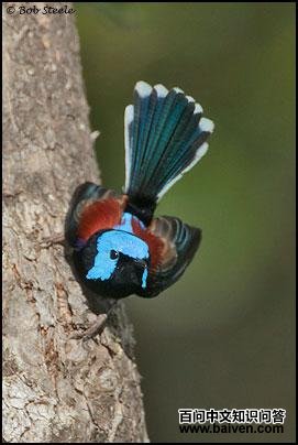 ����ϸβ��ݺ��male (June) Location: Queensland, AU