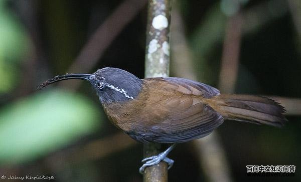 �����̵�ͼƬ