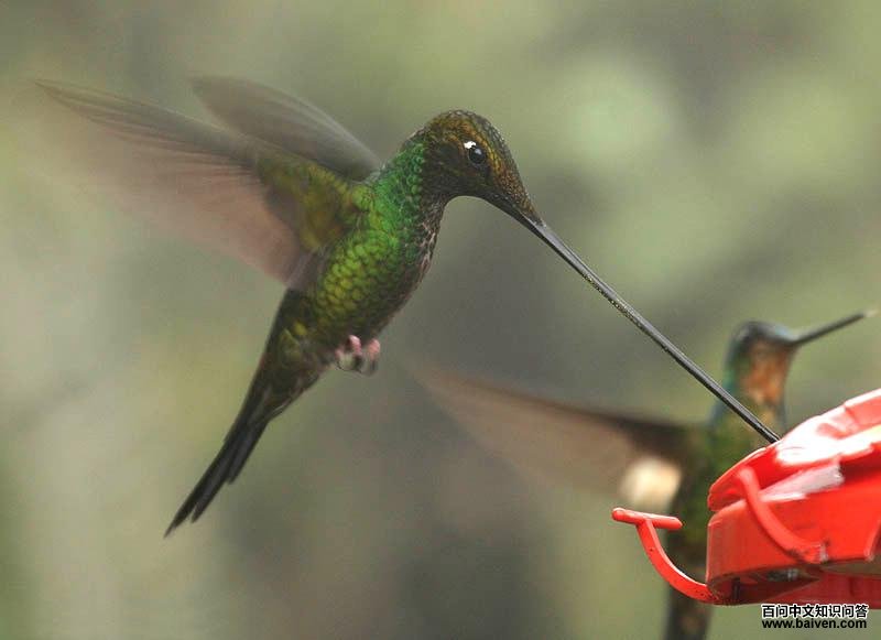 ��������ͼƬ