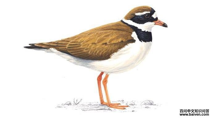 ���a����ֳ��