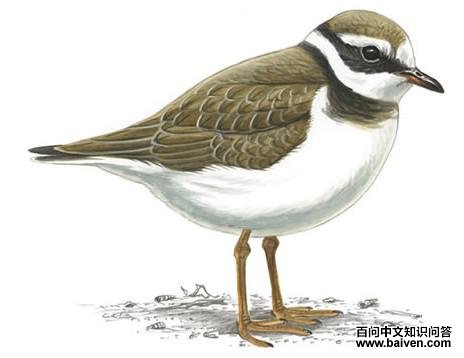 ���a������