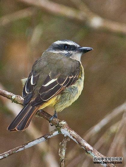 金顶大嘴霸鹟 金顶大嘴霸鹟的图片