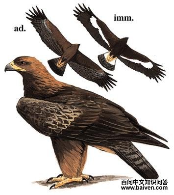 �����̬����ͼ