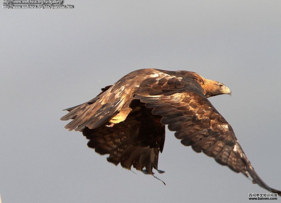 ��񣺷���ͼ