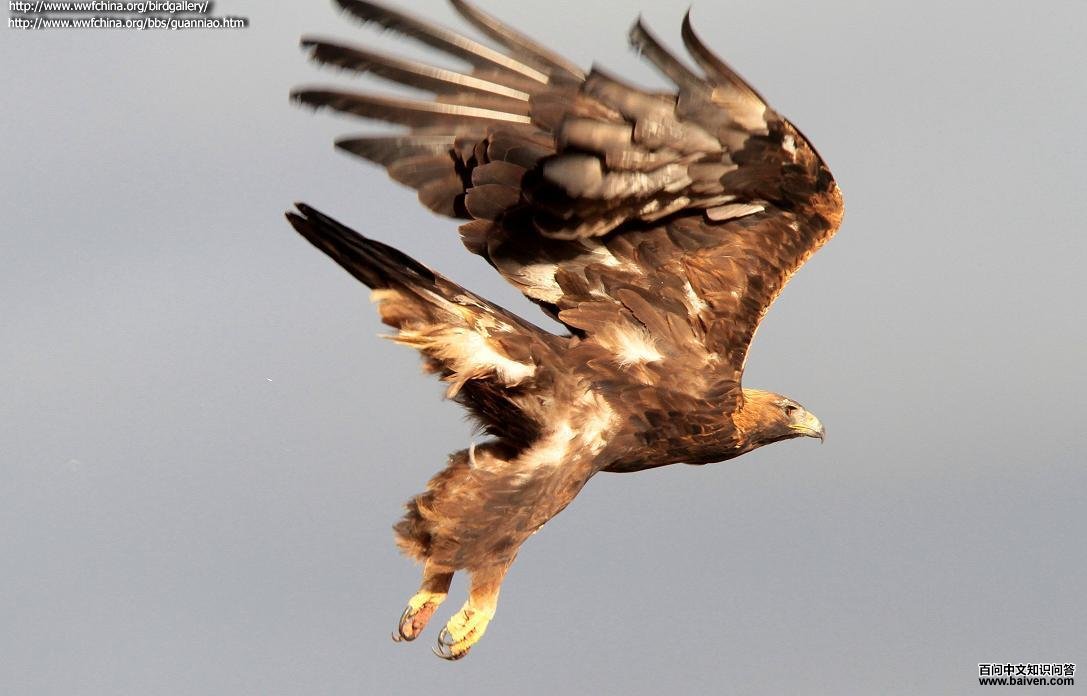 ��񣺷���ͼ