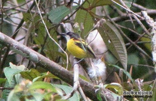 ����ư��l��ͼƬ