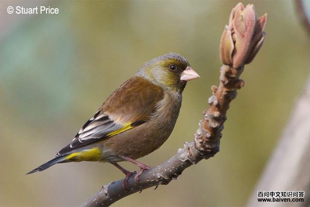 ���ȸ��ͼƬ